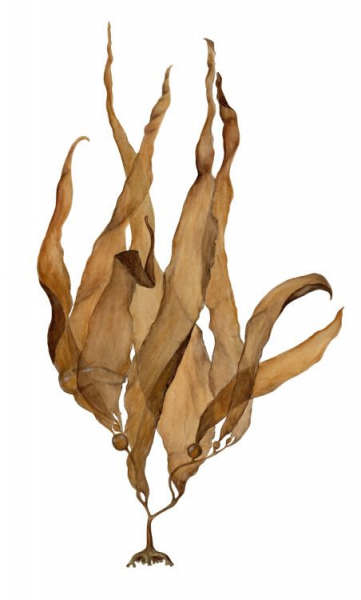 Как наносить альгинатные маски самостоятельно и не потонуть на этом? Как нанести альгинатную маску самостоятельно и не утонуть?