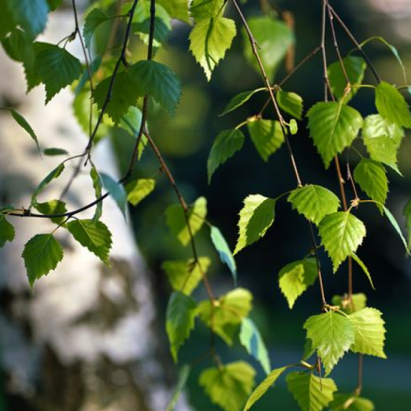 Препараты с соком березы – залог молодости и красоты вашей кожи! Препарат с березовым соком – залог молодости и красоты кожи!
